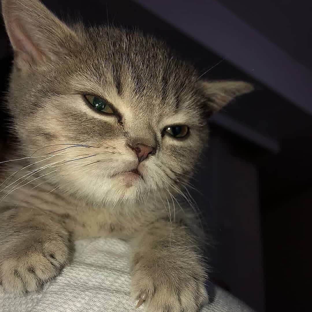 Cute Pets Dogs Catsさんのインスタグラム写真 - (Cute Pets Dogs CatsInstagram)「Beautiful kitty. 😍 If you like it pls support with ❤️  Credit: @mars.babycat    ** For all crediting issues and removals pls 𝐄𝐦𝐚𝐢𝐥 𝐮𝐬 ☺️  𝐍𝐨𝐭𝐞: we don’t own this video/pics, all rights go to their respective owners. If owner is not provided, tagged (meaning we couldn’t find who is the owner), 𝐩𝐥𝐬 𝐄𝐦𝐚𝐢𝐥 𝐮𝐬 with 𝐬𝐮𝐛𝐣𝐞𝐜𝐭 “𝐂𝐫𝐞𝐝𝐢𝐭 𝐈𝐬𝐬𝐮𝐞𝐬” and 𝐨𝐰𝐧𝐞𝐫 𝐰𝐢𝐥𝐥 𝐛𝐞 𝐭𝐚𝐠𝐠𝐞𝐝 𝐬𝐡𝐨𝐫𝐭𝐥𝐲 𝐚𝐟𝐭𝐞𝐫.  We have been building this community for over 6 years, but 𝐞𝐯𝐞𝐫𝐲 𝐫𝐞𝐩𝐨𝐫𝐭 𝐜𝐨𝐮𝐥𝐝 𝐠𝐞𝐭 𝐨𝐮𝐫 𝐩𝐚𝐠𝐞 𝐝𝐞𝐥𝐞𝐭𝐞𝐝, pls email us first. **  #kitty #cats #kitten #kittens #kedi #katze #แมว #猫 #ねこ #ネコ #貓 #고양이 #Кот #котэ #котик #кошка#cutecats #meow #kittycat #catinstagram #catsclub #caturday #catsofig #bestmeow #exellent_」5月6日 23時18分 - dailycatclub