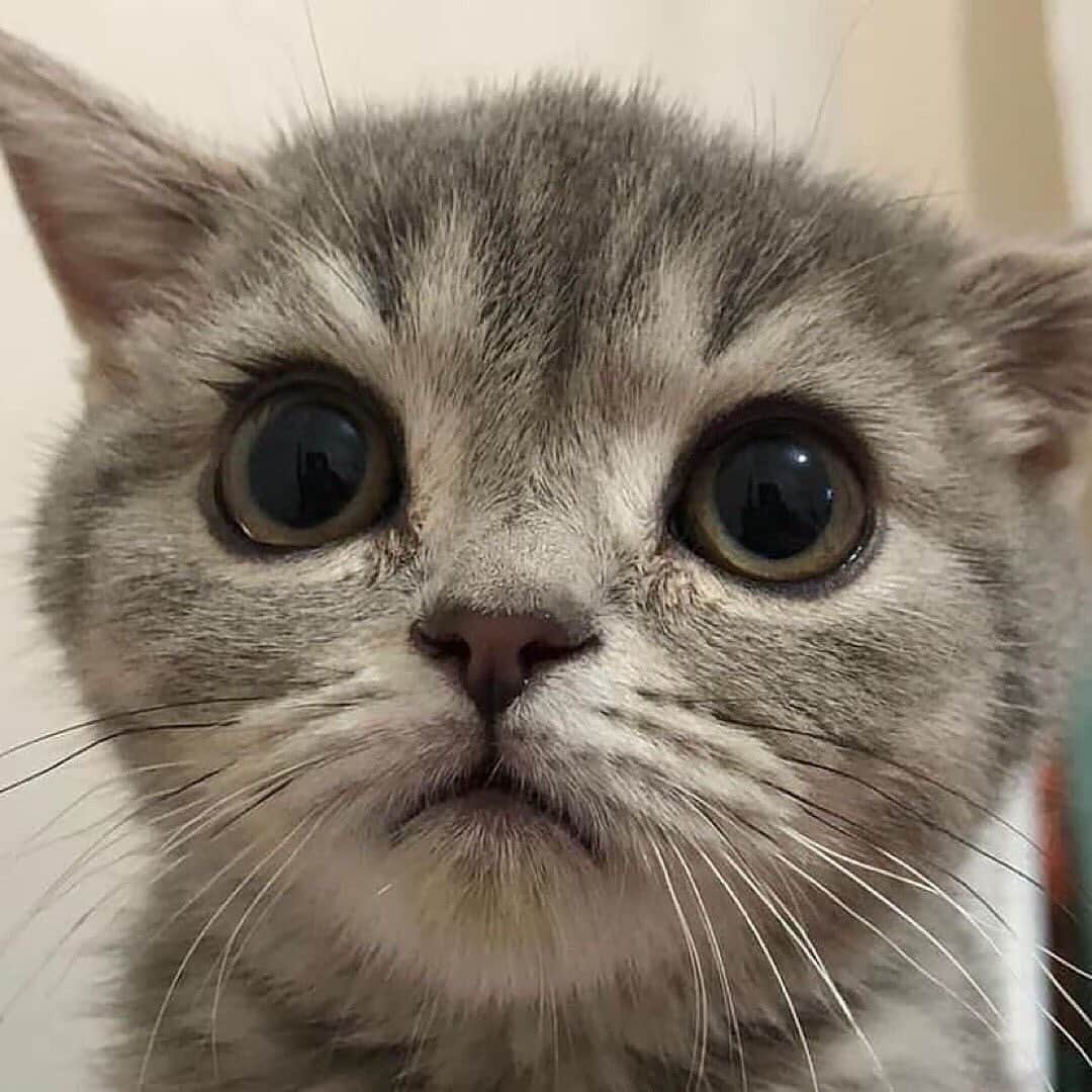 Cute Pets Dogs Catsさんのインスタグラム写真 - (Cute Pets Dogs CatsInstagram)「Beautiful kitty. 😍 If you like it pls support with ❤️  Credit: @mars.babycat    ** For all crediting issues and removals pls 𝐄𝐦𝐚𝐢𝐥 𝐮𝐬 ☺️  𝐍𝐨𝐭𝐞: we don’t own this video/pics, all rights go to their respective owners. If owner is not provided, tagged (meaning we couldn’t find who is the owner), 𝐩𝐥𝐬 𝐄𝐦𝐚𝐢𝐥 𝐮𝐬 with 𝐬𝐮𝐛𝐣𝐞𝐜𝐭 “𝐂𝐫𝐞𝐝𝐢𝐭 𝐈𝐬𝐬𝐮𝐞𝐬” and 𝐨𝐰𝐧𝐞𝐫 𝐰𝐢𝐥𝐥 𝐛𝐞 𝐭𝐚𝐠𝐠𝐞𝐝 𝐬𝐡𝐨𝐫𝐭𝐥𝐲 𝐚𝐟𝐭𝐞𝐫.  We have been building this community for over 6 years, but 𝐞𝐯𝐞𝐫𝐲 𝐫𝐞𝐩𝐨𝐫𝐭 𝐜𝐨𝐮𝐥𝐝 𝐠𝐞𝐭 𝐨𝐮𝐫 𝐩𝐚𝐠𝐞 𝐝𝐞𝐥𝐞𝐭𝐞𝐝, pls email us first. **  #kitty #cats #kitten #kittens #kedi #katze #แมว #猫 #ねこ #ネコ #貓 #고양이 #Кот #котэ #котик #кошка#cutecats #meow #kittycat #catinstagram #catsclub #caturday #catsofig #bestmeow #exellent_」5月6日 23時18分 - dailycatclub