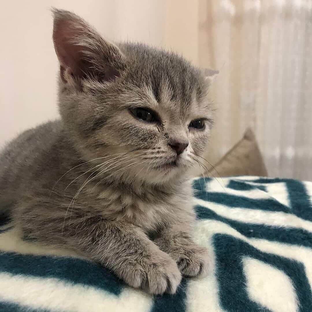 Cute Pets Dogs Catsさんのインスタグラム写真 - (Cute Pets Dogs CatsInstagram)「Beautiful kitty. 😍 If you like it pls support with ❤️  Credit: @mars.babycat    ** For all crediting issues and removals pls 𝐄𝐦𝐚𝐢𝐥 𝐮𝐬 ☺️  𝐍𝐨𝐭𝐞: we don’t own this video/pics, all rights go to their respective owners. If owner is not provided, tagged (meaning we couldn’t find who is the owner), 𝐩𝐥𝐬 𝐄𝐦𝐚𝐢𝐥 𝐮𝐬 with 𝐬𝐮𝐛𝐣𝐞𝐜𝐭 “𝐂𝐫𝐞𝐝𝐢𝐭 𝐈𝐬𝐬𝐮𝐞𝐬” and 𝐨𝐰𝐧𝐞𝐫 𝐰𝐢𝐥𝐥 𝐛𝐞 𝐭𝐚𝐠𝐠𝐞𝐝 𝐬𝐡𝐨𝐫𝐭𝐥𝐲 𝐚𝐟𝐭𝐞𝐫.  We have been building this community for over 6 years, but 𝐞𝐯𝐞𝐫𝐲 𝐫𝐞𝐩𝐨𝐫𝐭 𝐜𝐨𝐮𝐥𝐝 𝐠𝐞𝐭 𝐨𝐮𝐫 𝐩𝐚𝐠𝐞 𝐝𝐞𝐥𝐞𝐭𝐞𝐝, pls email us first. **  #kitty #cats #kitten #kittens #kedi #katze #แมว #猫 #ねこ #ネコ #貓 #고양이 #Кот #котэ #котик #кошка#cutecats #meow #kittycat #catinstagram #catsclub #caturday #catsofig #bestmeow #exellent_」5月6日 23時18分 - dailycatclub