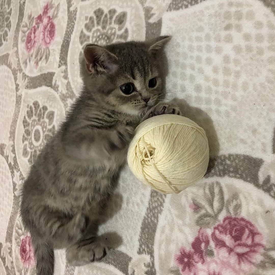 Cute Pets Dogs Catsさんのインスタグラム写真 - (Cute Pets Dogs CatsInstagram)「Beautiful kitty. 😍 If you like it pls support with ❤️  Credit: @mars.babycat    ** For all crediting issues and removals pls 𝐄𝐦𝐚𝐢𝐥 𝐮𝐬 ☺️  𝐍𝐨𝐭𝐞: we don’t own this video/pics, all rights go to their respective owners. If owner is not provided, tagged (meaning we couldn’t find who is the owner), 𝐩𝐥𝐬 𝐄𝐦𝐚𝐢𝐥 𝐮𝐬 with 𝐬𝐮𝐛𝐣𝐞𝐜𝐭 “𝐂𝐫𝐞𝐝𝐢𝐭 𝐈𝐬𝐬𝐮𝐞𝐬” and 𝐨𝐰𝐧𝐞𝐫 𝐰𝐢𝐥𝐥 𝐛𝐞 𝐭𝐚𝐠𝐠𝐞𝐝 𝐬𝐡𝐨𝐫𝐭𝐥𝐲 𝐚𝐟𝐭𝐞𝐫.  We have been building this community for over 6 years, but 𝐞𝐯𝐞𝐫𝐲 𝐫𝐞𝐩𝐨𝐫𝐭 𝐜𝐨𝐮𝐥𝐝 𝐠𝐞𝐭 𝐨𝐮𝐫 𝐩𝐚𝐠𝐞 𝐝𝐞𝐥𝐞𝐭𝐞𝐝, pls email us first. **  #kitty #cats #kitten #kittens #kedi #katze #แมว #猫 #ねこ #ネコ #貓 #고양이 #Кот #котэ #котик #кошка#cutecats #meow #kittycat #catinstagram #catsclub #caturday #catsofig #bestmeow #exellent_」5月6日 23時18分 - dailycatclub