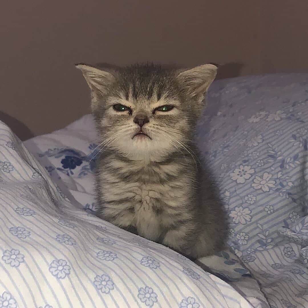 Cute Pets Dogs Catsのインスタグラム