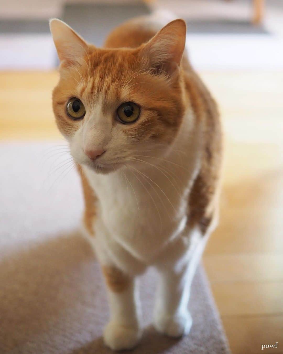 anemone_69のインスタグラム：「🐈 . . #ハカセとキョウジュ #茶トラ白 #茶白 #cat #猫 #保護猫 . . .」