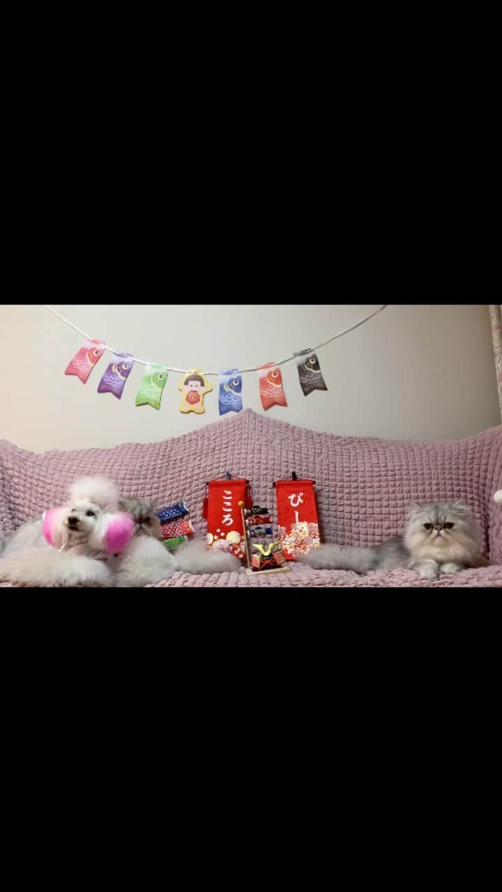 田中めぐみのインスタグラム：「【#こどもの日 🎏】  我が家の男の子たち🐈🐩🐈❤️ #こどもの日 🎏撮影しました📸  #田中めぐみ #ホリプロ #アナウンサー  #アニマルアナウンサー  #ペルシャ猫 #トイプードル #猫アナウンサー #犬アナウンサー  #猫 #ねこ #ネコ #cat 🐱 #犬 #いぬ #イヌ #dog 🐶 #猫好きさんと繋がりたい 🐈🐾  🎙お仕事のご依頼は💁‍♀️ プロフィールのリンクから、 事務所にお問合せお願いします！  https://lit.link/tanakamegumi12」