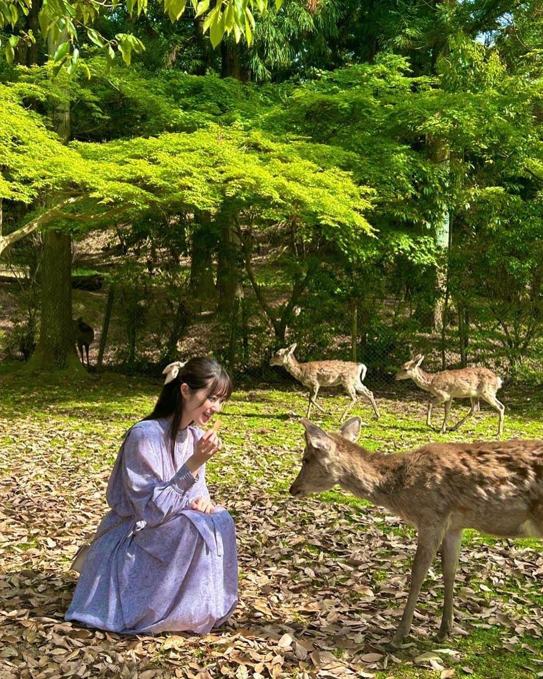 杉本愛莉鈴さんのインスタグラム写真 - (杉本愛莉鈴Instagram)「奈良県⛩🦌 鹿さんの圧がすごかった！！」5月6日 15時07分 - sugimoto_mariri