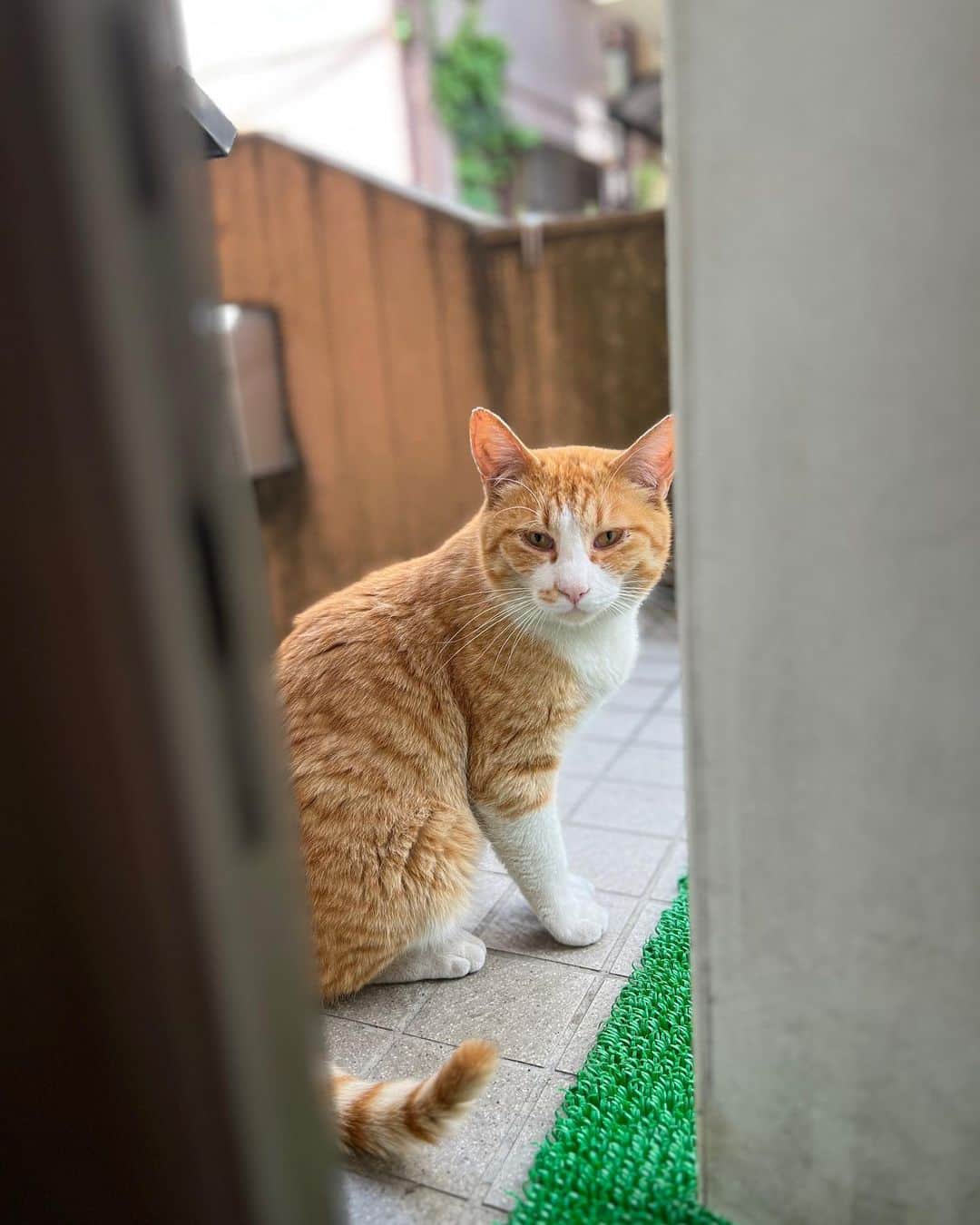Kachimo Yoshimatsuのインスタグラム：「おはようちゃめし Good Morning Chameshi ドア前でマチ  #うちの猫ら #猫 #chameshi #ねこ #ニャンスタグラム #にゃんすたぐらむ #ねこのきもち #cat #ネコ #catstagram #ネコ部 http://kachimo.exblog.jp」