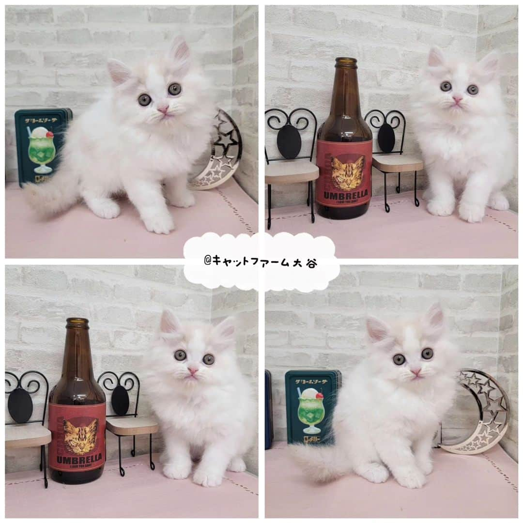 マンチカン(munchkin)キャットファーム大谷さんのインスタグラム写真 - (マンチカン(munchkin)キャットファーム大谷Instagram)「Mさまご契約にゃんこちゃん❤️ #キャットファーム大谷#まんちかん#マンチカン#ネコ#こねこ#にゃんこ#猫ちゃん#ねこ部#ニャンスタグラム#猫#ねこ#子猫#モフモフ#モフモフねこ#ミヌエット#短足#ねこすたぐらむ#愛猫#かわいい#ふわもこ部#猫のいる暮らし#マンチカンブリーダー#ミヌエットブリーダー#cat#catsgram #catsofinstagram#instacat#picnekoﾟ+*:;;:*　*:;;:*+ﾟ　ﾟ+*:;;:*　*:;;:*+ﾟ  お店は、月・木曜日が定休日です。 現在、完全予約制になっておりますので ご来店される際はお店へお電話かメールにてご連絡くださいませ🙇‍♀️  お待ちしております🎵  ﾟ+*:;;:*　*:;;:*+ﾟ　ﾟ+*:;;:*　*:;;:*+ﾟ」5月6日 15時53分 - roytar222