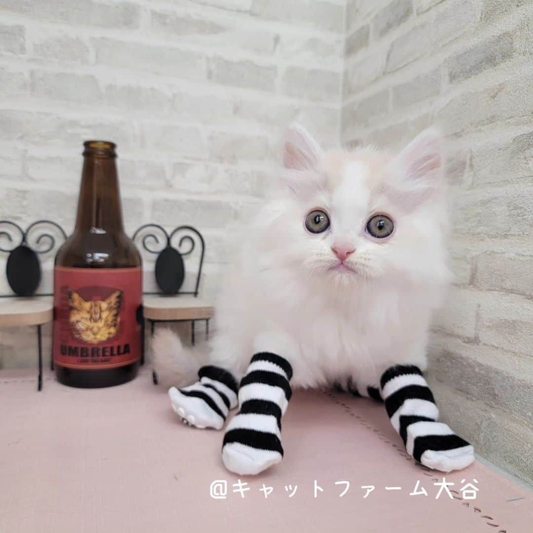 マンチカン(munchkin)キャットファーム大谷さんのインスタグラム写真 - (マンチカン(munchkin)キャットファーム大谷Instagram)「Mさまご契約にゃんこちゃん❤️ #キャットファーム大谷#まんちかん#マンチカン#ネコ#こねこ#にゃんこ#猫ちゃん#ねこ部#ニャンスタグラム#猫#ねこ#子猫#モフモフ#モフモフねこ#ミヌエット#短足#ねこすたぐらむ#愛猫#かわいい#ふわもこ部#猫のいる暮らし#マンチカンブリーダー#ミヌエットブリーダー#cat#catsgram #catsofinstagram#instacat#picnekoﾟ+*:;;:*　*:;;:*+ﾟ　ﾟ+*:;;:*　*:;;:*+ﾟ  お店は、月・木曜日が定休日です。 現在、完全予約制になっておりますので ご来店される際はお店へお電話かメールにてご連絡くださいませ🙇‍♀️  お待ちしております🎵  ﾟ+*:;;:*　*:;;:*+ﾟ　ﾟ+*:;;:*　*:;;:*+ﾟ」5月6日 15時53分 - roytar222