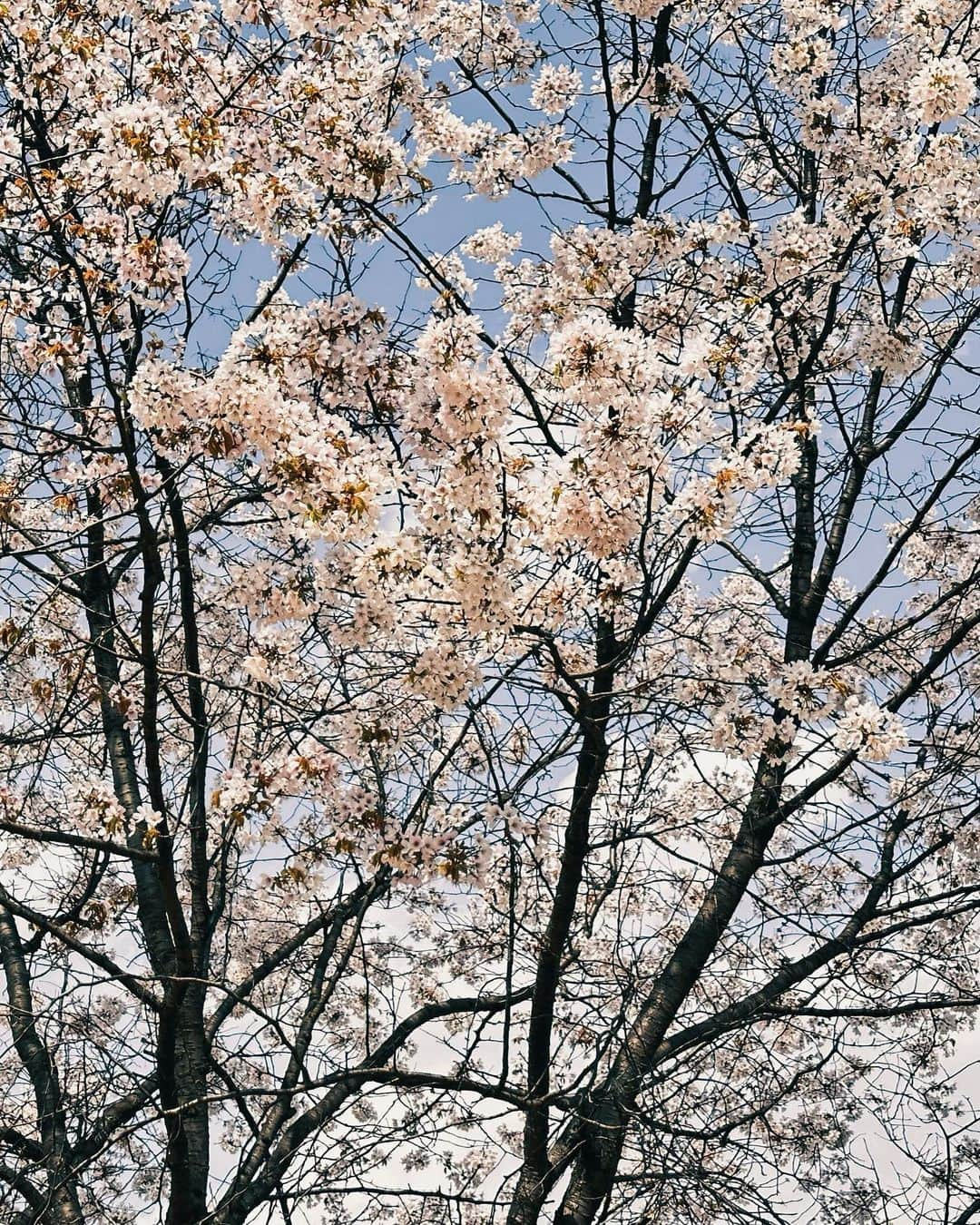 ウィンウィン（winwin）さんのインスタグラム写真 - (ウィンウィン（winwin）Instagram)「🚴🌸」5月6日 16時27分 - wwiinn_7