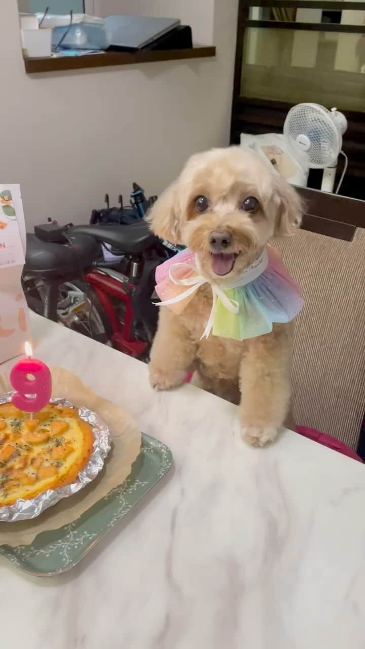 Truffle??松露?トリュフのインスタグラム：「📆(6May23) Today is my 9th birthday 🎉 🥳A small pawty at home in advance b4 my pawrents go for their holiday.. I will have a great day with my jiejie at home🤣#blessedbirthday #goodheath#happiness always❤️😘」