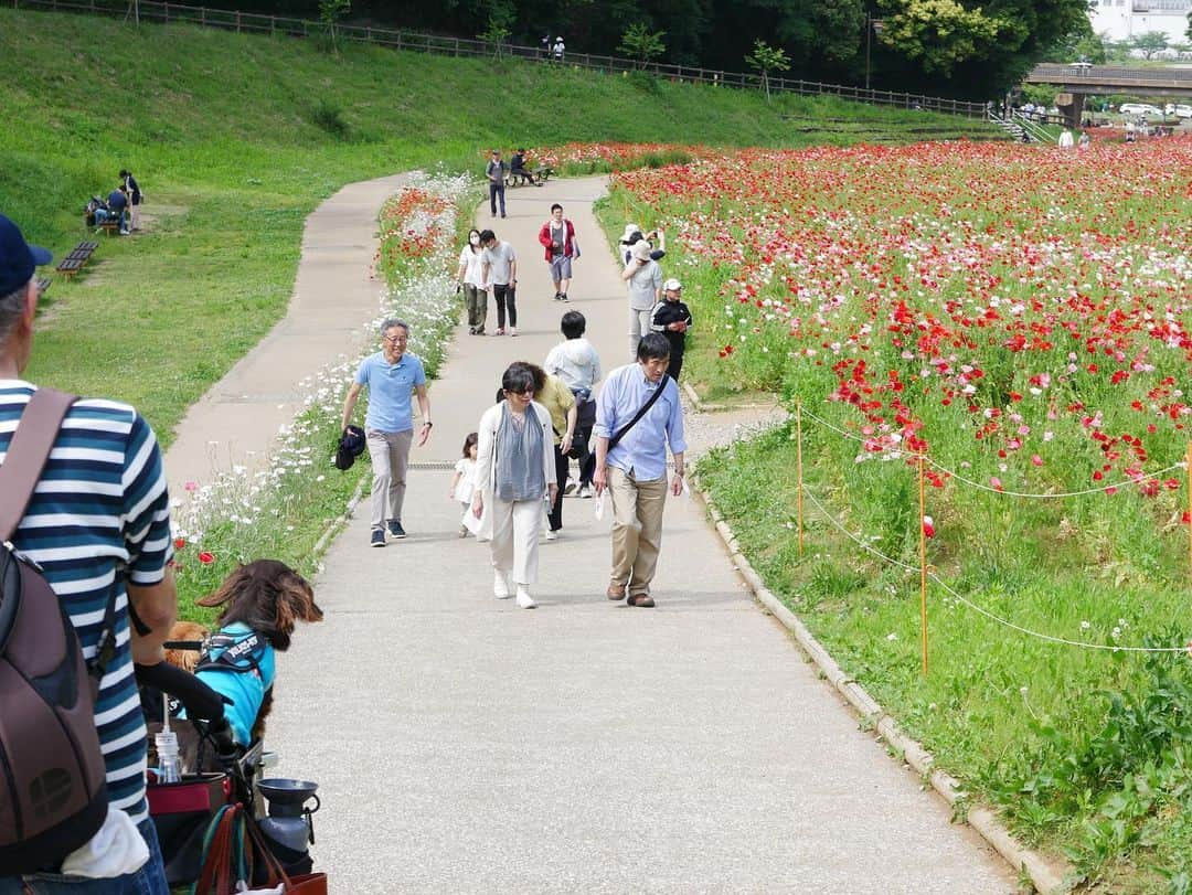 メルロコ一家の楽屋裏さんのインスタグラム写真 - (メルロコ一家の楽屋裏Instagram)「遅ればせながら行ってきた。#くりはま花の国#鯉１匹墜落 #詳しくはブログで #メルロコ一家の横須賀ストーリー」5月6日 16時51分 - merulocomocodon