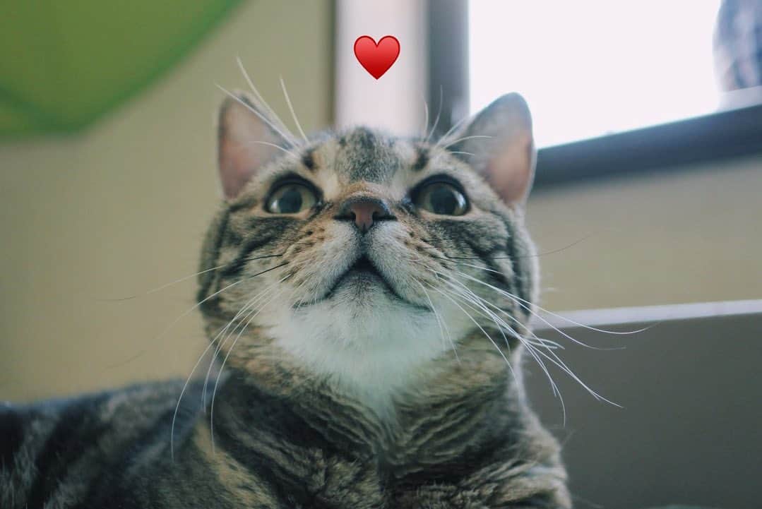 sancheloveのインスタグラム：「宅配のおにいさん(特定のお二人)が家に来るたびにつくねをすごく可愛がってくれるので、つくねもとっても懐いてます。ピンポンが鳴ると、きゅるん❤️となって走り寄って行くのです。  いつもありがとう、おにいさんたち🙏❤️✨  #kitty#catstagram#catstagram_japan#petstagram#picneko#instacat#meow#catoftheday#catofworld#ilovemycat#funnycat#にゃんこ#みんねこ#にゃんだふるらいふ#ふわもこ部#PECOねこ部#ねこまみれ#ねこ休み展#americanshorthair#アメショ#アメリカンショートヘア#ねこのいる暮らし Tsukune」