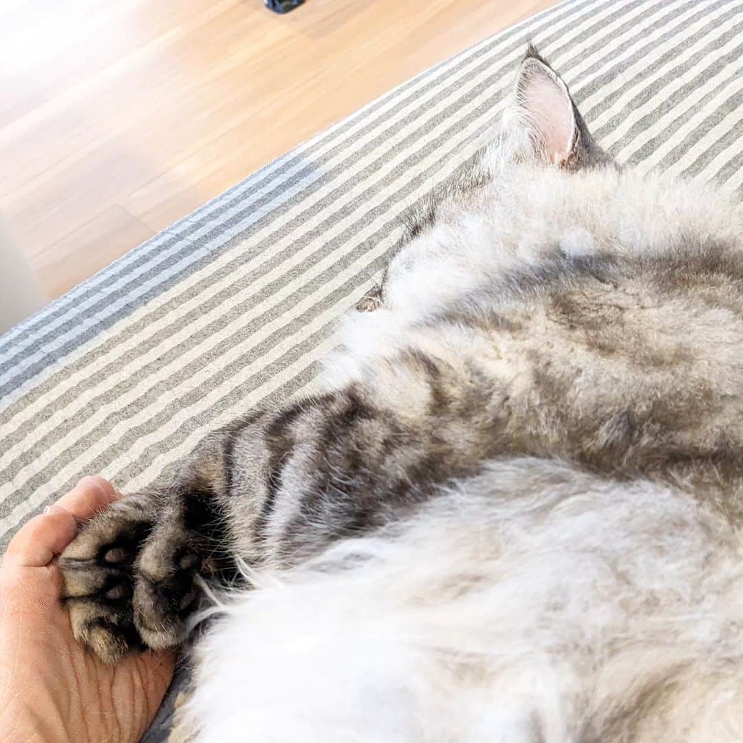 松原真琴さんのインスタグラム写真 - (松原真琴Instagram)「人の足の裏にそっと手を添えて寝る猫」5月6日 17時04分 - huminhukyu