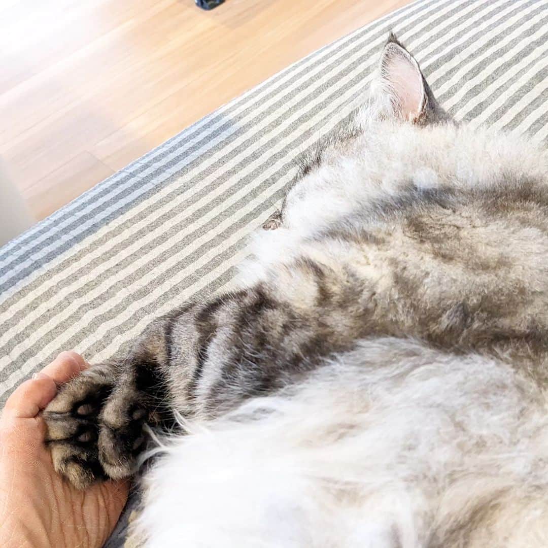 松原真琴のインスタグラム：「人の足の裏にそっと手を添えて寝る猫」