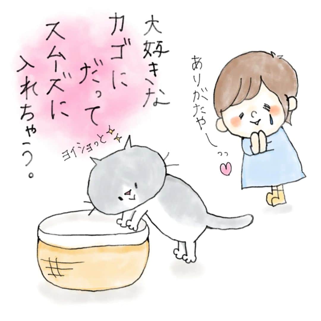 なっつ。さんのインスタグラム写真 - (なっつ。Instagram)「🐼✎𓂃𓈒𓏸  綴っていたら 思っていたより 膨らんでしまって 今半分？？くらいです。  見えないせかいのお話は 苦手な方もいると思うので 読みたい方だけ よかったら お付き合いください🙏  𓃠 𓂃𓈒𓏸  ぷにさんが お空へ旅立つまでの 2週間は奇跡のような 時間だった。  ステロイドの影響で 筋力も落ちて 足腰も弱っていたので  キャットタワーには もう何ヶ月も のぼれていなかったのに、  ／ キャットタワーの上にいる！？ どうやってのぼったの！？😳 ＼  ってことがあったり、  ちゃごたんと一緒にごはんを 食べてたり🐼🦁  大好きなカゴにも ヨタヨタって入って  足が引っかかることが 多かったのに スムーズに ひょいっと入ったりして  目に見える世界のぷにさんは いい方向へと 進んでいるように 見えていた。  だけど『進化論』の メッセージは 送られてくる。 相変わらず かかっていたんです。  きっと何かが 目に見えないところで 変わっているんだと 心のどこかで感じていて 怖くてたまらなかった。  ぷにさんのエンドロールが 少しずつ流れはじめているって 心のどこかで 受け取っていたから 怖くてたまらなかったの かもしれないな。  つづく。 ・ ・ ・ #ぷにさんの頑張りきろく#虹の橋 #ミスチル#mrchildren#進化論 #ペットロス#なっつの絵日記」5月6日 17時05分 - punipopo