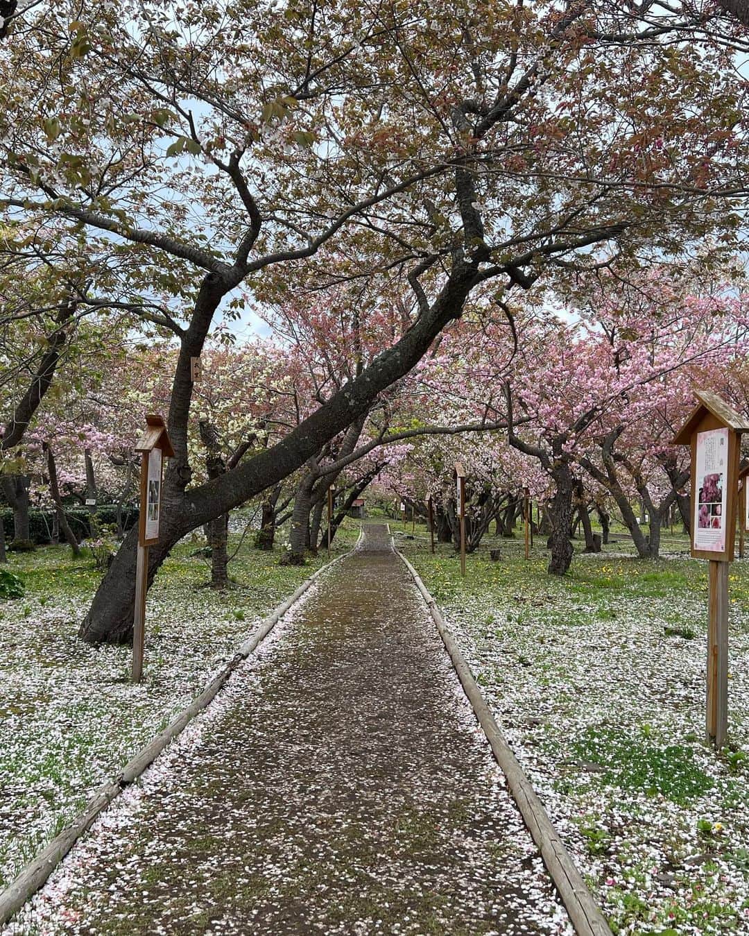 日下裕江さんのインスタグラム写真 - (日下裕江Instagram)「松前城(別名:福山城)🏯  北海道最南端の城  北海道における唯一の日本式城郭であり、日本最後の日本式城郭である。   桜の時期にはこんなに沢山の桜が咲いているとは🌸  桜祭りなどやっていて、 東京では絶対あり得ない価格で、 贅沢にも『あわびの味噌汁』丸ごと一個入りを食しました🤤  ヤバいうますぎ✨  幕府、土方歳三に攻め落とされたり、 後に『福山城』は焼失してしまったりと、色んなストーリーがありました。  松前方面もなかなか良いスポットが沢山あり、楽しめました♪  #松前城 #松前城の桜 #松前 #福山城 #函館 #北海道 #函館旅行 #函館観光」5月6日 17時26分 - hiroe___h