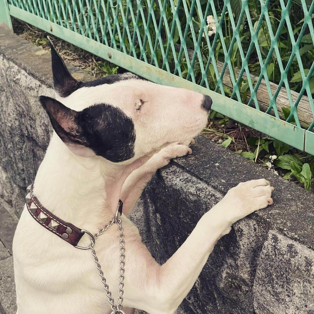 Q太郎さんのインスタグラム写真 - (Q太郎Instagram)「#minituru#bull#terrier#minibullterrier#miniturubullterrier#dog#dogstagram#cute#qtaro#love#family#ミニチュア#ブルテリア#ミニチュアブルテリア#Q太郎#何かある#やっぱり#ボール#発見」5月6日 17時36分 - qtaro.jun