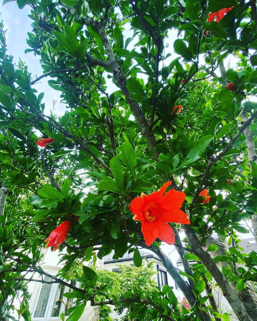 野口健さんのインスタグラム写真 - (野口健Instagram)「シャクナゲの花が満開！！！シャクナゲはネパールの国の花。今頃、エベレスト街道もシャクナゲの森が華やかでしょうね。クムジュン村の入り口付近の山腹は特に見事！！！  ザクロの木も真っ赤な花を咲かせ始めました(^^)   イチゴさんのシーズンも始まりましたね。  来月には庭の一角にある紫陽花の森が主役になりますね。一年を通して楽しめる庭を目指して頑張ります(^^)  #野口健#野口絵子#野口健ガーデニング#ガーデニング」5月6日 17時32分 - noguchiken8848