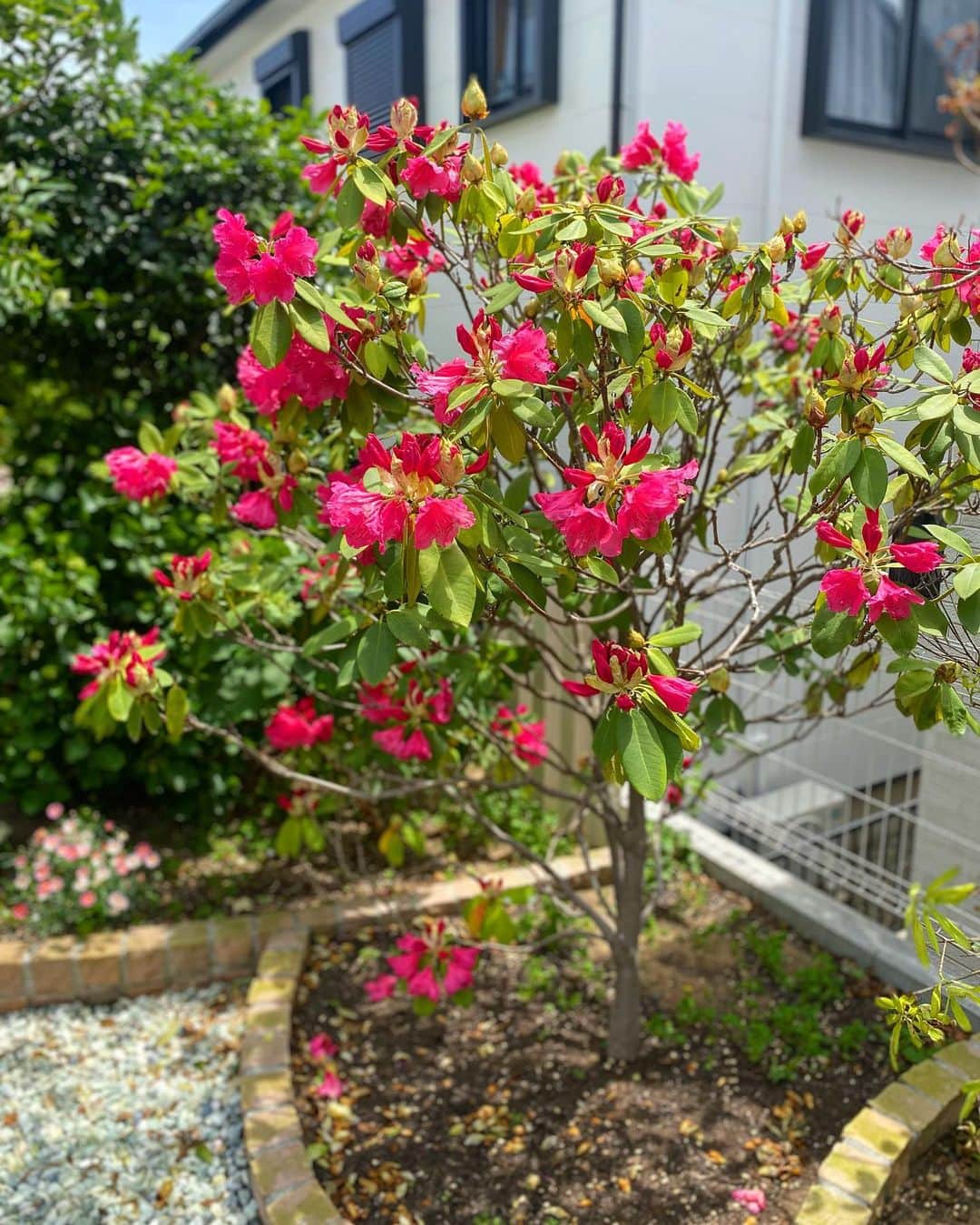 野口健さんのインスタグラム写真 - (野口健Instagram)「シャクナゲの花が満開！！！シャクナゲはネパールの国の花。今頃、エベレスト街道もシャクナゲの森が華やかでしょうね。クムジュン村の入り口付近の山腹は特に見事！！！  ザクロの木も真っ赤な花を咲かせ始めました(^^)   イチゴさんのシーズンも始まりましたね。  来月には庭の一角にある紫陽花の森が主役になりますね。一年を通して楽しめる庭を目指して頑張ります(^^)  #野口健#野口絵子#野口健ガーデニング#ガーデニング」5月6日 17時32分 - noguchiken8848