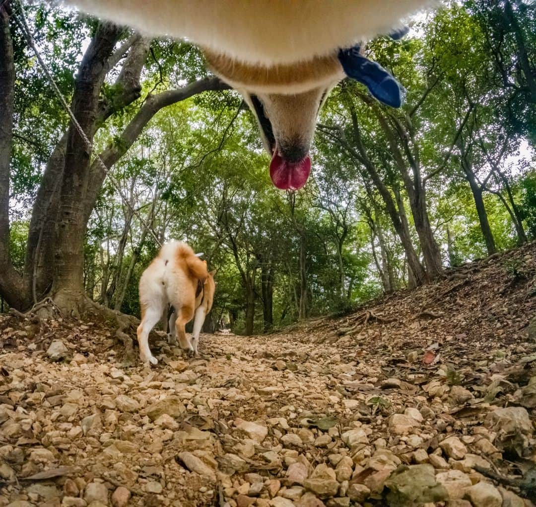 GoProさんのインスタグラム写真 - (GoProInstagram)「登山を犬から目線 👀 📷 @takuma___0117 + #GoProHERO11 Black  #GoPro #GoProJP #GoProPets #GoProのある生活 #お散歩 #犬 #ペット #多度山 #三重県 #登山」5月6日 18時03分 - goprojp