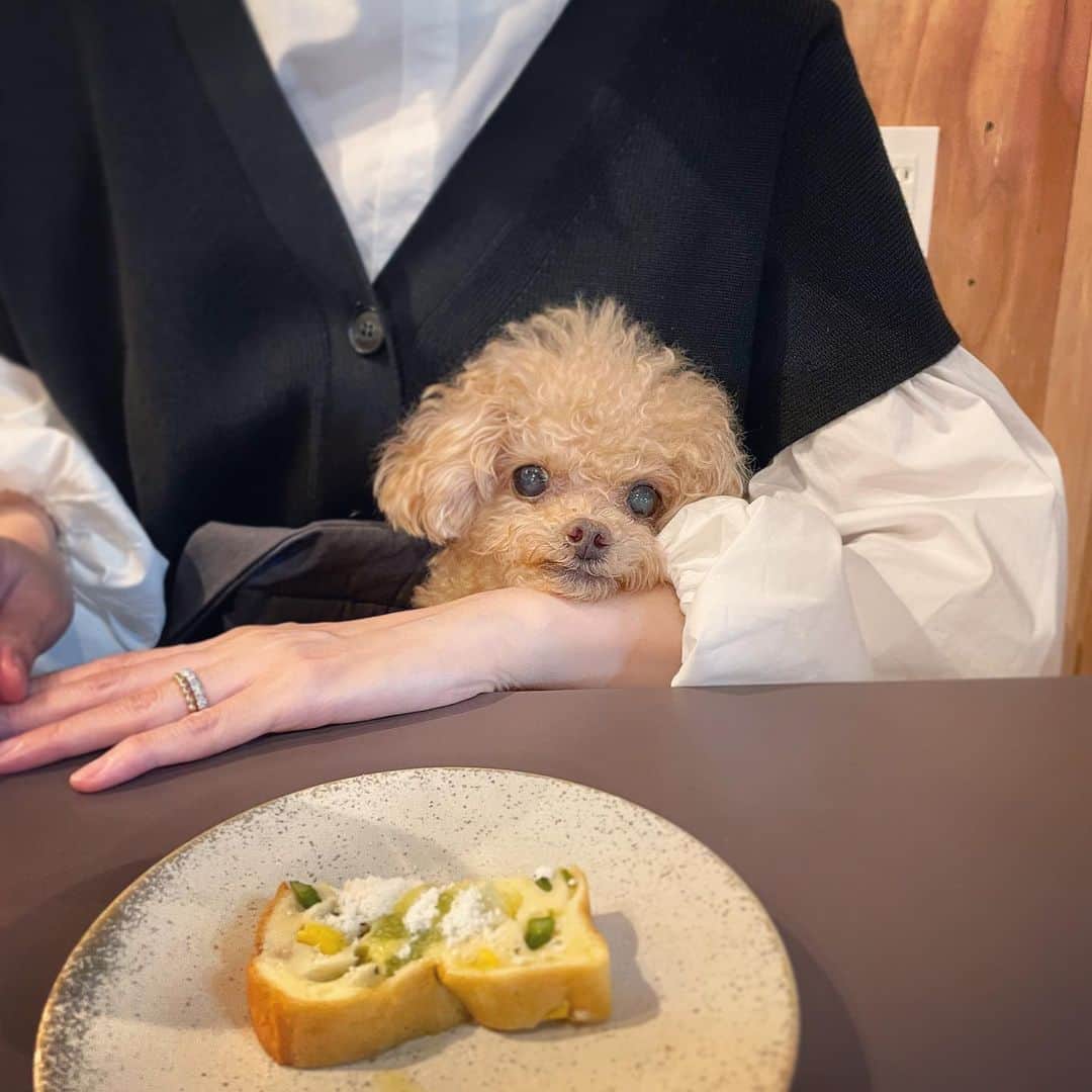 ふわのインスタグラム：「居心地よく 満足なお顔のふわ☺︎  @atelier_de_terrine_maison_okei  美味しいテリーヌが 食べられるお店。 雰囲気も料理もワインも抜群です。  #toypoodle#toypoodlegram#dogsofinstagram#instadog#doglover#doglife#cutedog#dog#fuwamama#ふわ#ふわもこのふわ#トイプードル#ふわもこ部#犬バカ部#親バカ部#犬のいる暮らし#いぬすたぐらむ」