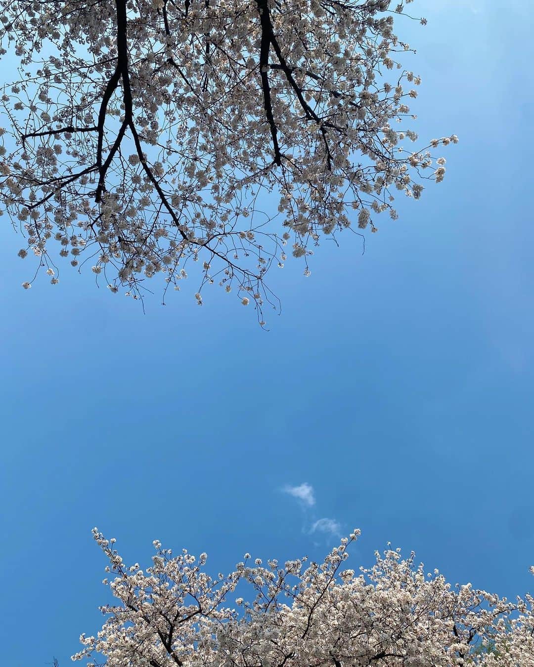 澤本夏輝さんのインスタグラム写真 - (澤本夏輝Instagram)「春夏秋冬」5月6日 18時05分 - natsukisawamoto_official