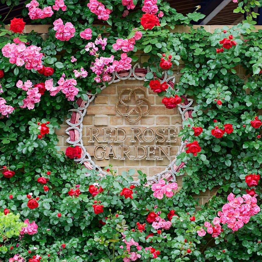手紙社さんのインスタグラム写真 - (手紙社Instagram)「【「ローズフェスタ」でバラを使ったパントマイムパフォーマンスを実施します！ （5/13・21）】 今年5月、バラが最盛期を迎えるこのシーズンに東京競馬場で「ローズフェスタ」を開催します。13日（土）と21日（日）にはパントマイムのお兄さんこと、金子しんぺいさんがローズガーデンやキッズガーデンに出現！　見つけたら声をかけてみてくださいね。ガーデン内のバラを使ってパフォーマンスしてくれますよ！  詳しくはこちら▶︎「手紙社公式webサイト」ニュース＆トピックス内「東京競馬場で『ローズフェスタ』を開催します！」へ  【「ローズフェスタ」開催概要】 日程：2023年5月13日（土）、14日（日）、20日（土）、21日（日） 時間：9:00-17:00 会場：JRA東京競馬場 ローズガーデン周辺 主催：JRA東京競馬場 運営：手紙社 ＊東京競馬場入場にはお一人様200円かかります ＊14日（日）、21日（日）は入場料が500円になります（15歳未満は無料）  #手紙社 #手紙舎 #tegamisha #rosefesta #ローズフェスタ #rose #バラ #東京競馬場 #ローズガーデン #金子しんぺい #パントマイム」5月6日 18時13分 - tegamisha