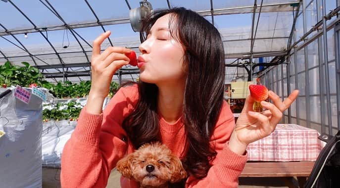 茉莉のインスタグラム：「🍓🐶❣️ (スワイプしてね😍) . . フルーツの中で一番大好きな苺！！ #有野実苑オートキャンプ場 では わんことイチゴ狩りができちゃうんです！ なんて幸せなんだ😋🫶💕 合計は…33個、美味しく頂きました🤣❤️ 楽しかったなぁ〜♬ . . . #犬連れ旅#犬連れキャンプ #イチゴ狩り#ソロキャンプ#ソロキャン女子#わんことお出かけ #女ひとり旅#いちご食べ放題 #有野実苑オートキャンプ場 #有野実苑 #愛犬とお出かけ #愛犬と旅行 #トイプードル#バンライフ#ワンちゃん同伴ok」