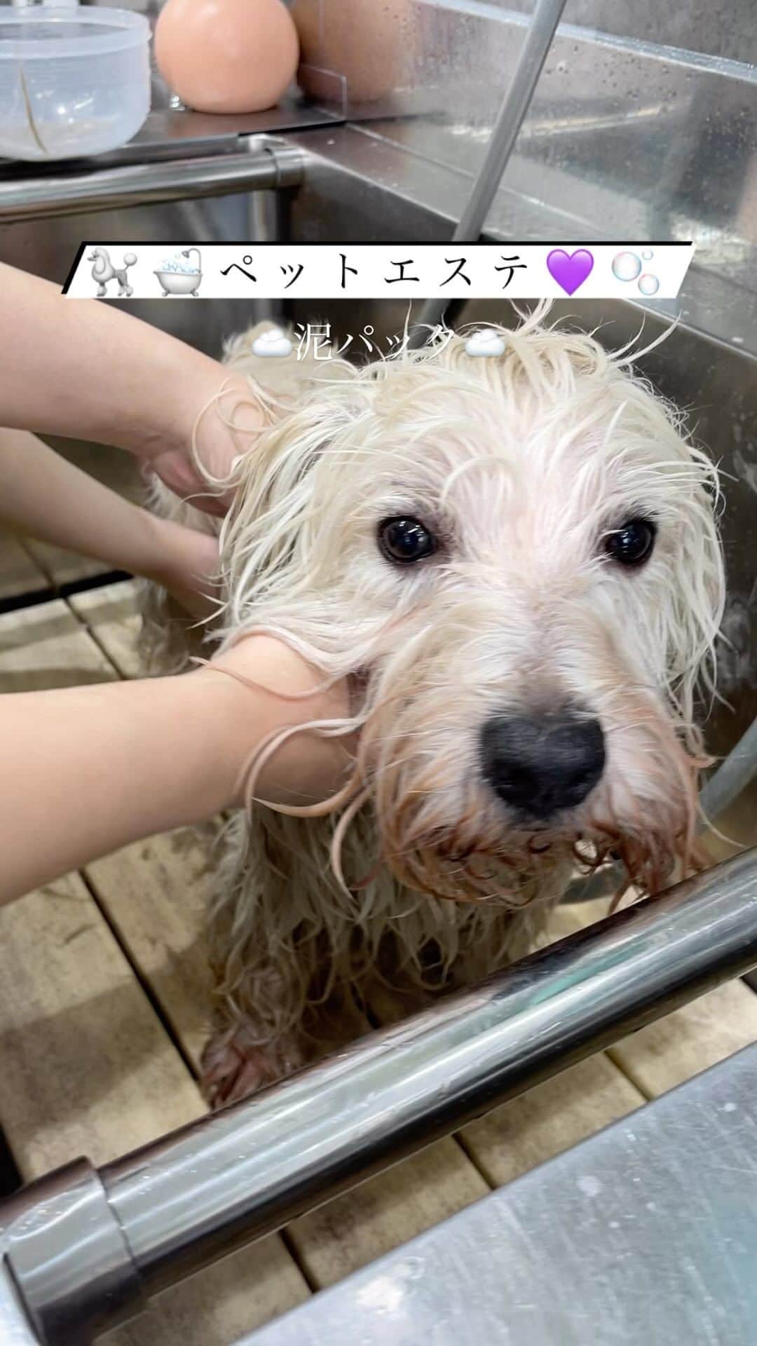 大阪ECO動物海洋専門学校のインスタグラム：「.  🩵✨ペットトリマー&エステティシャン専攻🚿🐩  泥パックには、ワンちゃんの皮膚や被毛を綺麗にする美容効果があるんです✨🛁🐕 トリミングの技術だけでなく、ペットのエステもできるトリマーをめざします✂️💅🏻☁️  このワンちゃんは元気いっぱいの男の子！🍀 好奇心旺盛で遊ぶのが大好きなワンちゃんですが、 トリマー学生にパックをしてもらっている時は、おとなしくエステを受けることができていますね〜😉✨🫧  オープンキャンパスでは、ワンちゃんのケアだけでなく エステの体験も実施しています♡ 可愛いワンちゃんに癒されながら、トリマー体験を受けてみてくださいね〜💞☀️  #ペットエステ #エステティシャン #泥パック #大阪eco動物海洋専門学校#大阪eco  #動物専門学校 #動物園動物飼育専攻 #動物飼育 #動物園 #水族館 #飼育員 #ドルフィントレーナー #アクアリスト #動物看護師 #トリマー #ドッグトレーナー#動物好きと繋がりたい#犬好きと繋がりたい」
