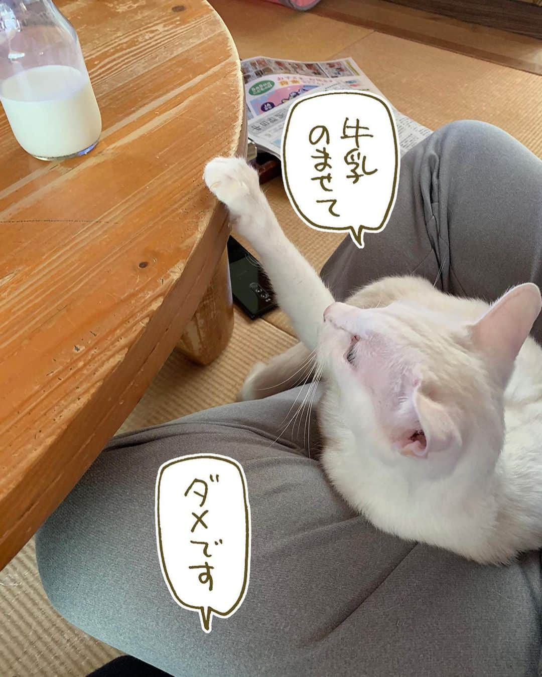 くるねこ大和さんのインスタグラム写真 - (くるねこ大和Instagram)「今日のお願い  #胡ゆっき #胡ゆちゃん」5月6日 18時45分 - kuru0214neko