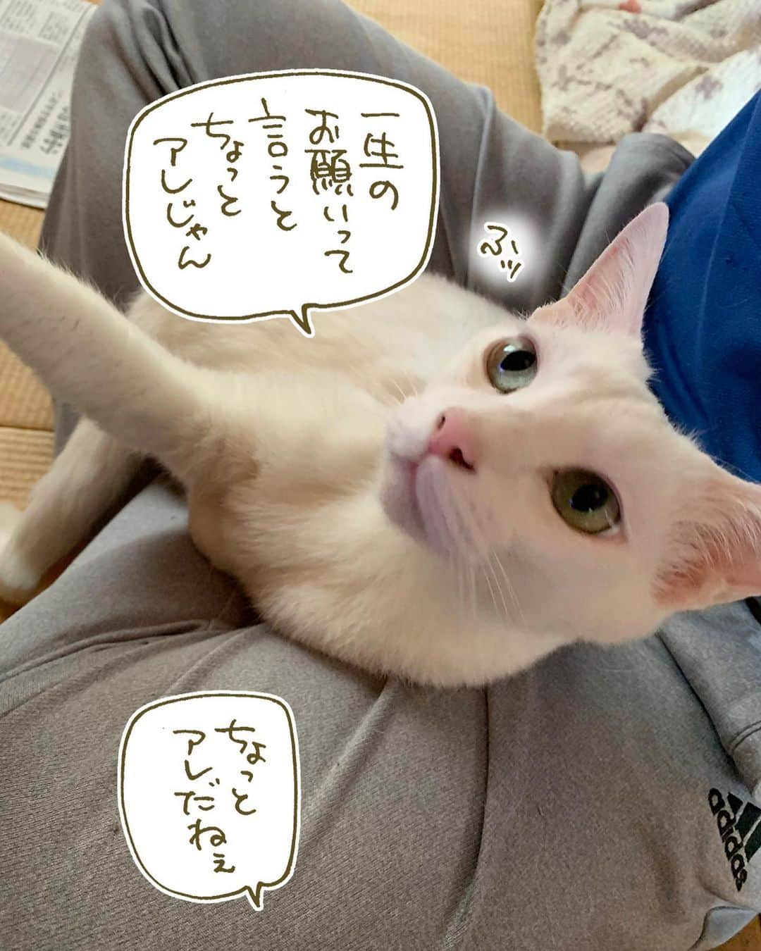 くるねこ大和さんのインスタグラム写真 - (くるねこ大和Instagram)「今日のお願い  #胡ゆっき #胡ゆちゃん」5月6日 18時45分 - kuru0214neko