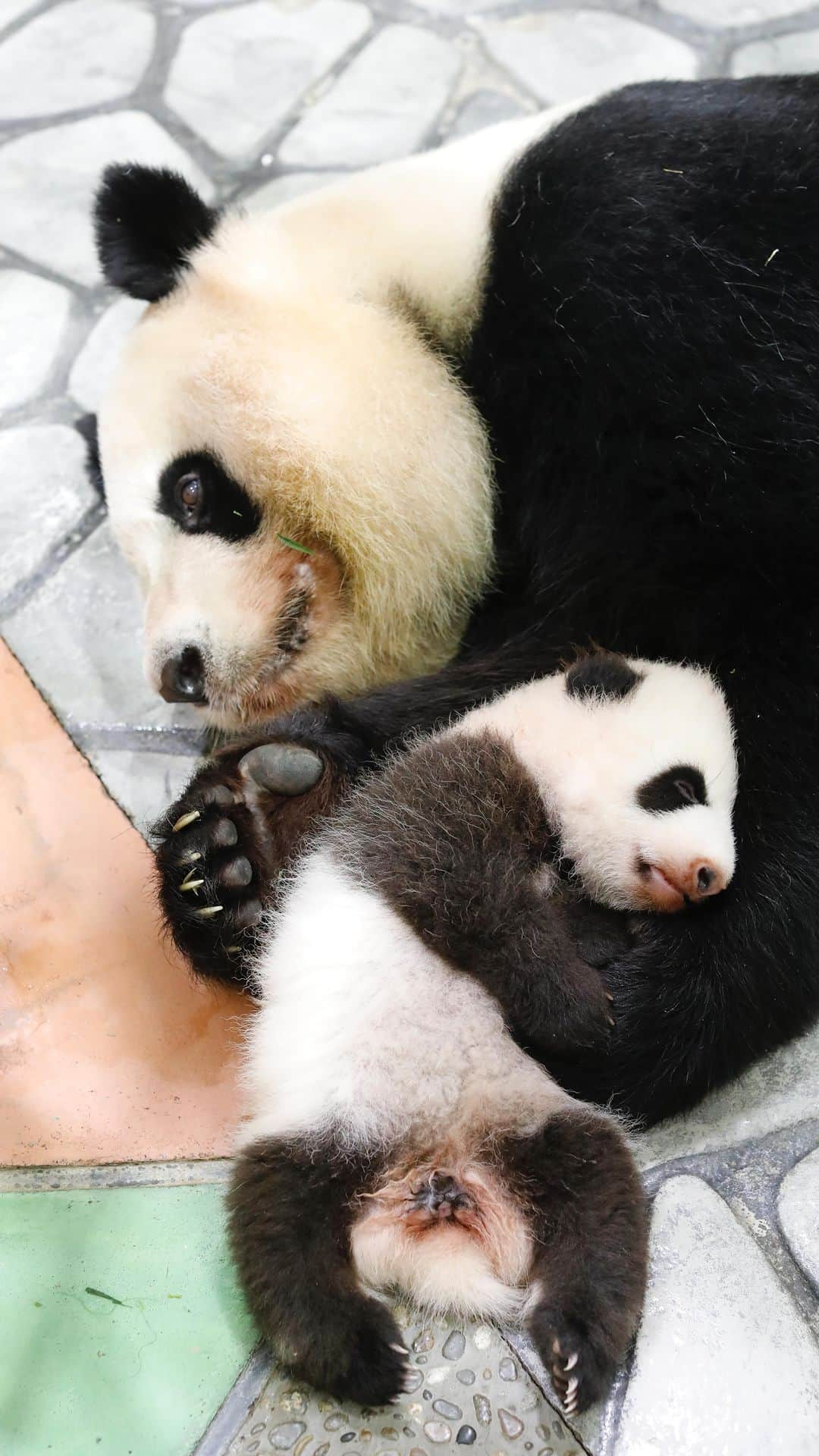 パンダ（白浜）のインスタグラム：「❤️❤️❤️ ⭐︎ #pandamental . #HELLOPANDABOOK  #cutepanda #funnypanda #panda #パンダ #pandababy #pandas #cute #animal #animals #zoo #baby #love #adventureworld #アドベンチャーワールド #動物 #動物園 #かわいい #あかちゃん #ベイビー」