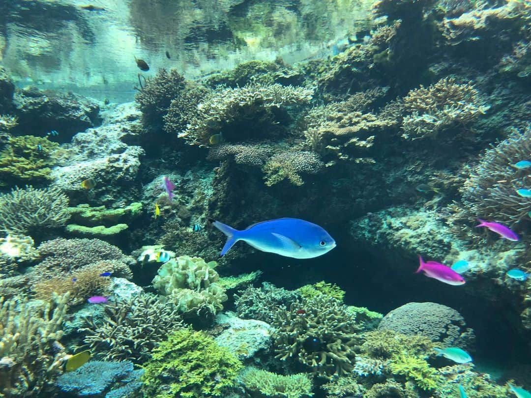 のインスタグラム：「沖縄から無事に帰ってきました。見事に沖縄ロスになりました🥲また絶対に行きたいぜ‼︎ #沖縄 #okinawa #okinawatrip」