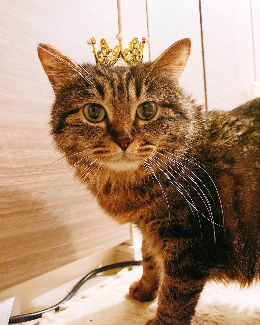 青野美沙稀さんのインスタグラム写真 - (青野美沙稀Instagram)「我が家のプリンセス👑❤️  ミラちゃんおひげ長すぎて かわいい、、、💞  この王冠は謎にスタッフBさんが くれたやつです笑👏🏻👏🏻  #愛猫 #猫 #cat #保護猫 #猫のいる暮らし #猫好き  #保護猫を家族に #ねこ #catstagram #キジトラ #愛猫との暮らし #ミラ #mila #猫のいる生活 #猫成長記録」5月6日 19時02分 - misaki_aono