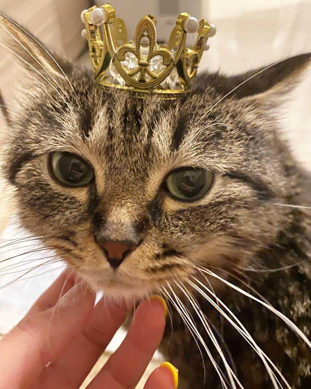 青野美沙稀さんのインスタグラム写真 - (青野美沙稀Instagram)「我が家のプリンセス👑❤️  ミラちゃんおひげ長すぎて かわいい、、、💞  この王冠は謎にスタッフBさんが くれたやつです笑👏🏻👏🏻  #愛猫 #猫 #cat #保護猫 #猫のいる暮らし #猫好き  #保護猫を家族に #ねこ #catstagram #キジトラ #愛猫との暮らし #ミラ #mila #猫のいる生活 #猫成長記録」5月6日 19時02分 - misaki_aono