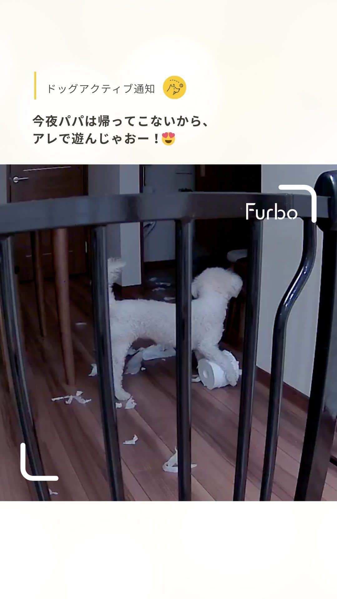 Furbo ドッグカメラのインスタグラム