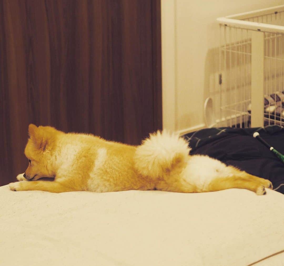 水野良樹のインスタグラム：「びろーん #いぬすたぐらむ #名犬てけ #リラックスてけさん」