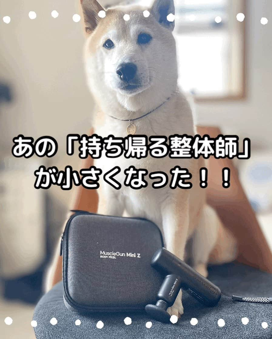 柴犬Mamesuke・Korosuke??大阪のインスタグラム