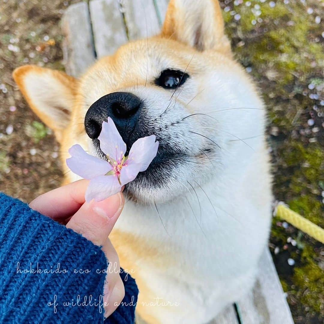 hokkaidoecoさんのインスタグラム写真 - (hokkaidoecoInstagram)「春到来🌸  #北海道エコ #動物 #専門学校 #動物専門学校 #動物好きな人と繋がりたい #北海道エコ動物自然専門学校 #動物のいる暮らし #animals #animalphotography #dog  #dogsofinstagram  #dogstagram  #japanesedog  #柴犬 #わんこのいる生活  #わんこすたぐらむ」5月6日 19時29分 - hokkaidoeco