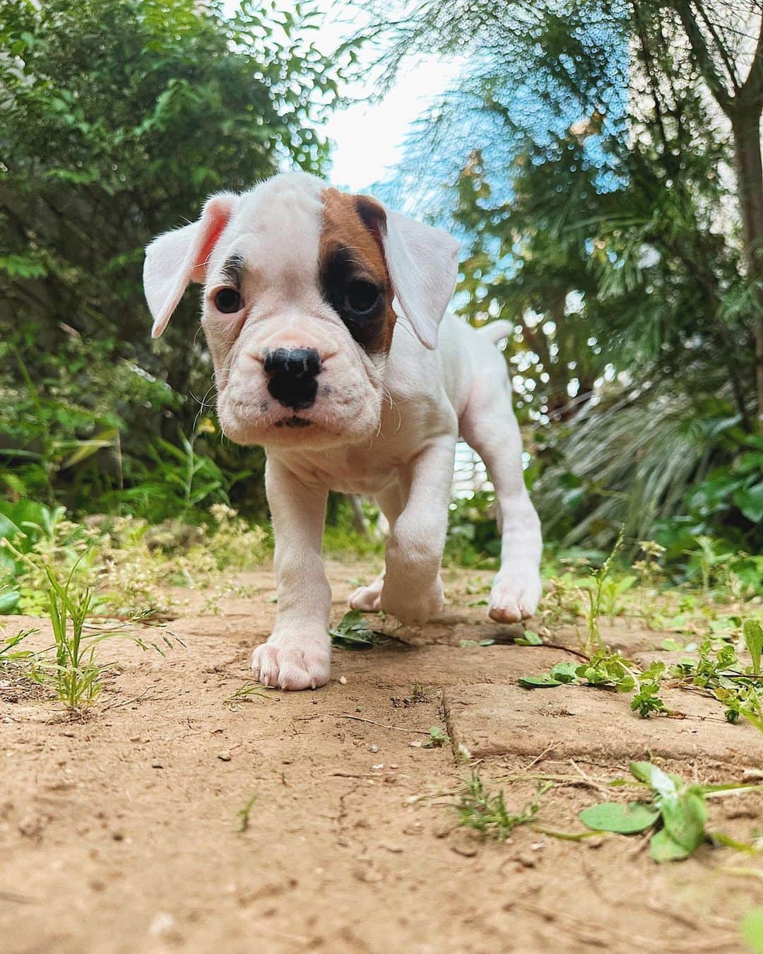 juntowaのインスタグラム：「急に増えたつぶちゃんですが、 耳が生まれつき聞こえないんです🐶 というわけで 耳が聞こえないだけで 元気だし可愛いつぶちゃんの 里親になったのでした☺️  耳が聞こえないので しつけの面では苦労しそうですが たくさんの先輩犬たちが 早速厳しめのしつけをしてくれてるのでなんとかなるかな？😁  耳の聞こえない子飼育経験有りの方 アドバイスお願いします🥹✨  #難聴犬#耳の聞こえない犬」