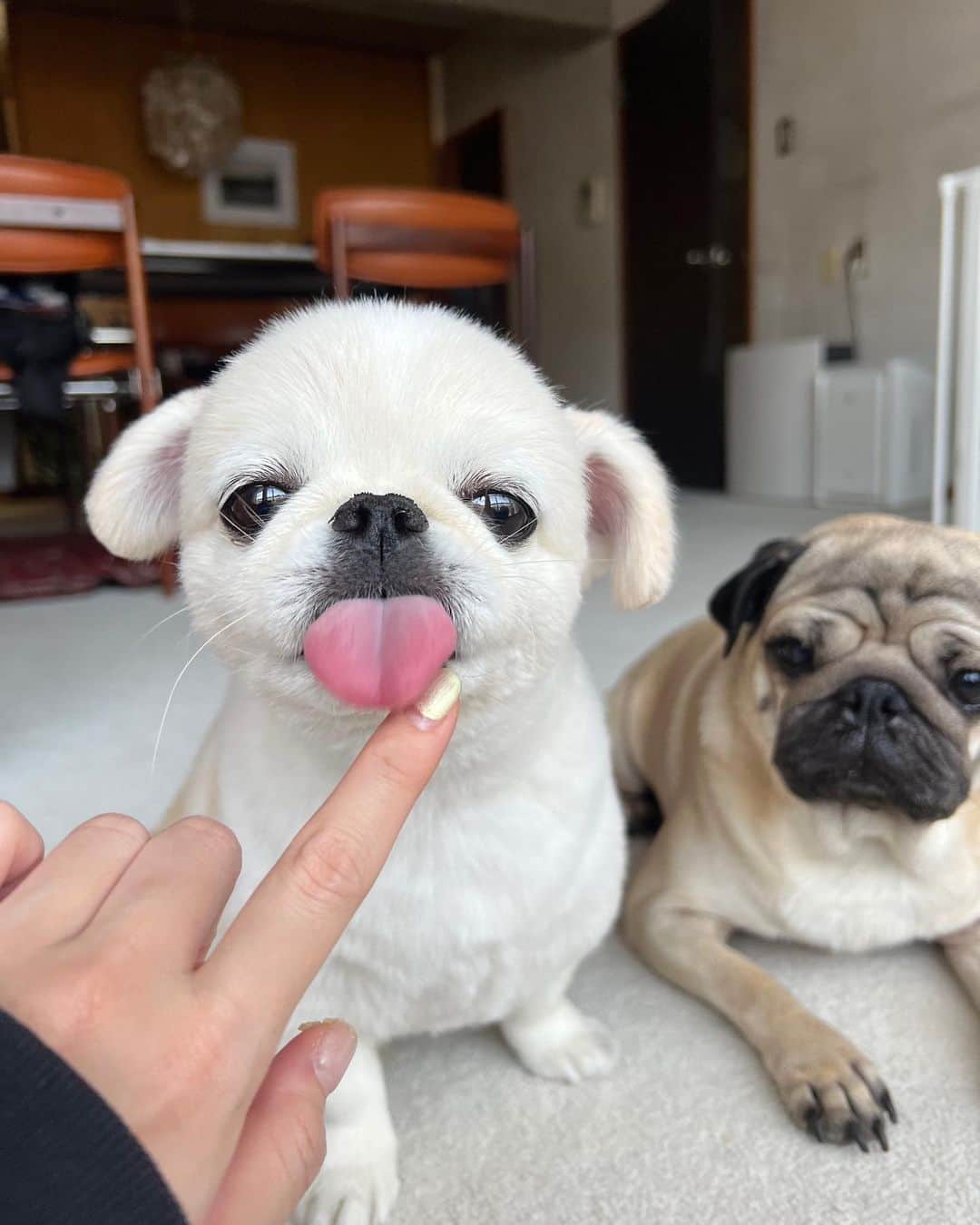 のインスタグラム：「おいも まっている‼️」