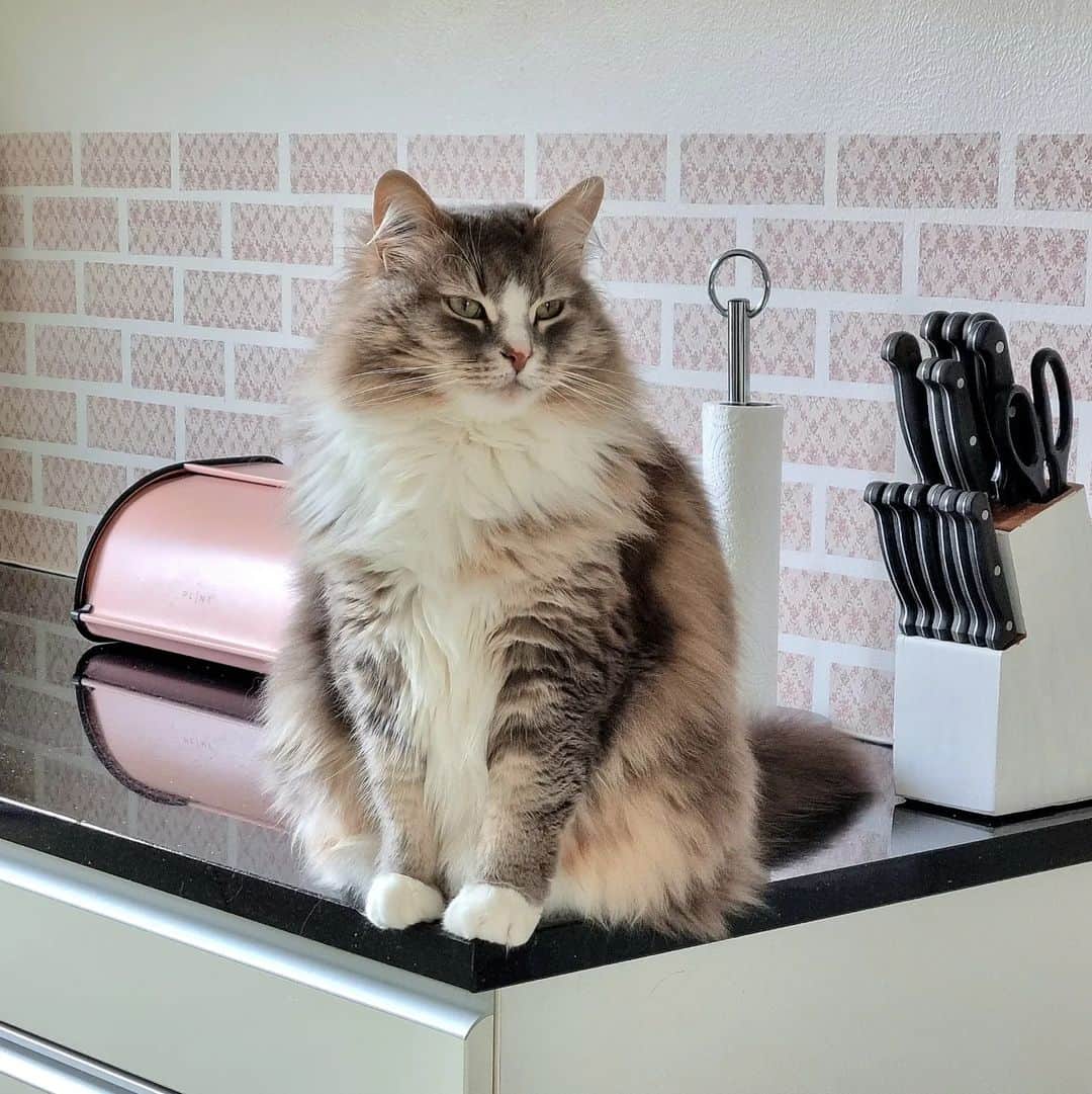 Nila & Miloのインスタグラム：「Sitting perfectly still like some kind of kitchen appliance does not make me forget your fluffy butt is on the counter, Milo! 😂🙈 #yourenotthebossofme #itsmyhouse #catbehavior #caturday」