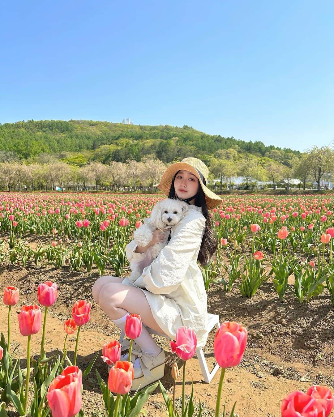 のインスタグラム：「🌷🤍     家族とお花畑に行ってきました！ほんとはネモフィラを見に行ったんだけど、土地的に涼しいからなのかチューリップがまだ咲いてたので撮りました！見に行く予定が中止になっちゃったから見れてうれしかった♡♡   近いうちにネモフィラも投稿するから楽しみにしててね♪    #花畑  #チューリップ  #チューリップ畑  #山中湖  #花の都公園  #山中湖花の都公園」