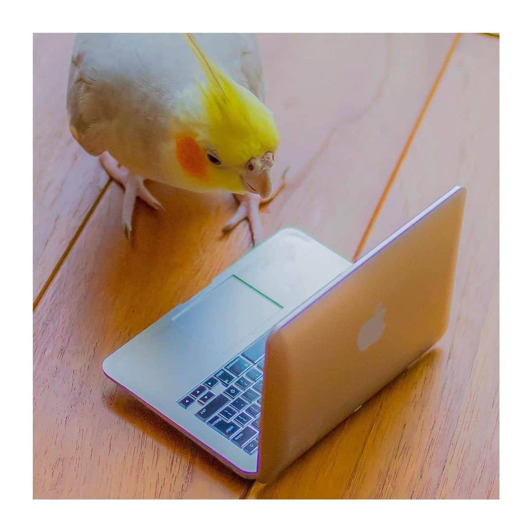 YURAPOi ゆらぽぃのインスタグラム：「best photo  http://www.ryoichisakai.com  #オカメインコ #ぽぃちゃん  ©︎ryoichisakai」