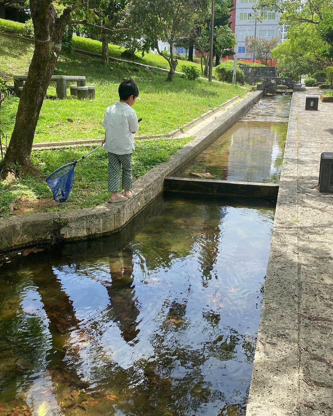 金子渚さんのインスタグラム写真 - (金子渚Instagram)「🪷🍃」5月6日 20時17分 - nagisakaneko