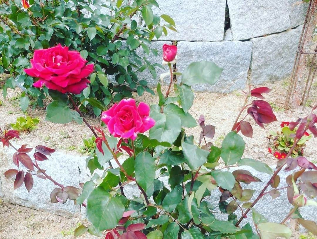 宮田麺児さんのインスタグラム写真 - (宮田麺児Instagram)「私の薔薇です  #薔薇 #ミスターリンカーン」5月6日 20時50分 - miyatamenji