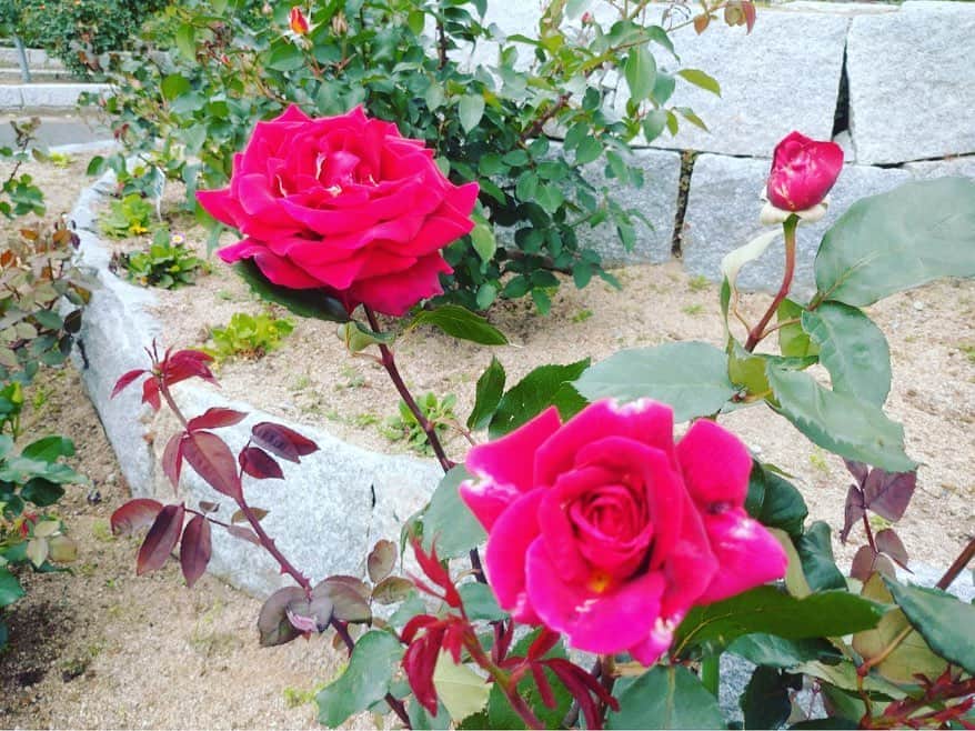 宮田麺児のインスタグラム：「私の薔薇です  #薔薇 #ミスターリンカーン」