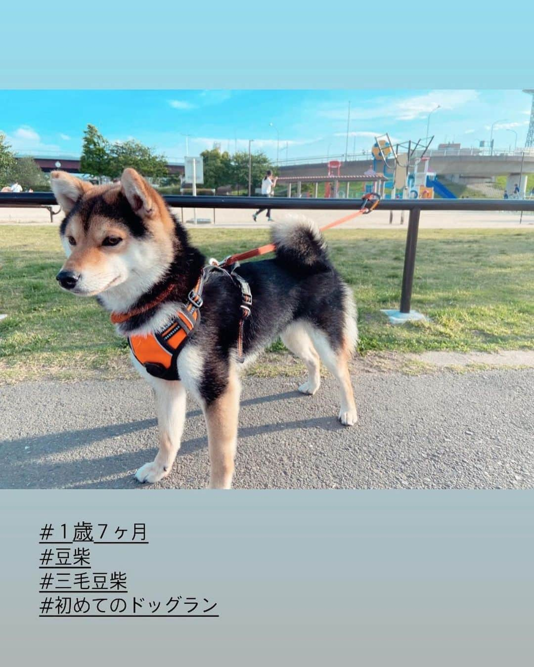 木内江莉さんのインスタグラム写真 - (木内江莉Instagram)「ケン初めてのドッグラン🐕 ちゃんと呼びかけた時に戻ってきてくるかな〜？と不安だったけど、戻ってきて、さらに可愛さが増した…💓 ケンやるじゃん〜👍👍笑 色んな先輩ワンちゃんから、社会性を学べたかな👍 毎日子供達にひっちゃかめっちゃかにされるから、とにかく思う存分走り回ってて、見てるだけで大満足でした🏝  #新横浜公園  #新横浜公園ドッグラン  #豆柴 #黒柴 #三毛豆柴 #生後1歳７ヶ月 #豆柴のいる暮らし  #犬と子供の暮らし」5月6日 20時44分 - eririnnnnn92