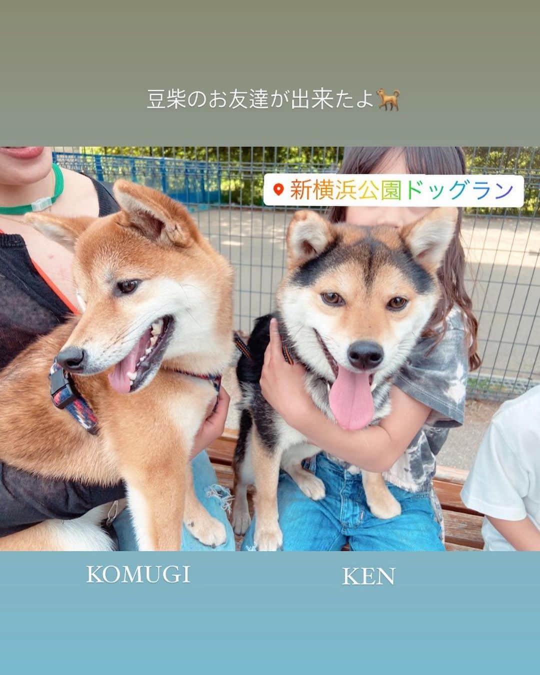 木内江莉のインスタグラム：「ケン初めてのドッグラン🐕 ちゃんと呼びかけた時に戻ってきてくるかな〜？と不安だったけど、戻ってきて、さらに可愛さが増した…💓 ケンやるじゃん〜👍👍笑 色んな先輩ワンちゃんから、社会性を学べたかな👍 毎日子供達にひっちゃかめっちゃかにされるから、とにかく思う存分走り回ってて、見てるだけで大満足でした🏝  #新横浜公園  #新横浜公園ドッグラン  #豆柴 #黒柴 #三毛豆柴 #生後1歳７ヶ月 #豆柴のいる暮らし  #犬と子供の暮らし」