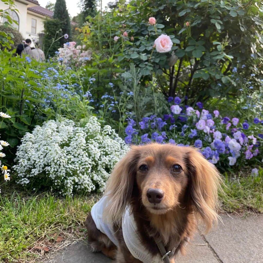 くるみんのインスタグラム：「* 4月23日 港の見える丘公園にて  この日はひまりちゃんお留守番で、あずきちゃんのお散歩してきました🐶 この頃の薔薇はチラホラ咲き始め。今は結構咲いてるんだろうな🌹  GWは多忙で更新あまりできなかったよー  #カニンヘンダックスの日常 #カニンヘンダックスフンド #カニンヘンダックスフント #カニンヘンダックスフンドチョコタン #カニンヘン #カニンヘンダックス #カニンヘン多頭飼い #カニンヘンの会 #チョコタンダックスフント #チョコタンダックスフンド #チョコタンダックス #チョコタン #ダックス多頭飼い #ダックスフントカニンヘン #ダックスフント #ダックスフンド #ダックス #ダックスの日常 #ダックスフンドカニンヘン #ダックス部 #ダックス短足部 #いぬばか部 #いぬすたぐらむ #短足部 #港の見える丘公園 #dachshund #dachs #dogstagram #dog #instagramdogs」
