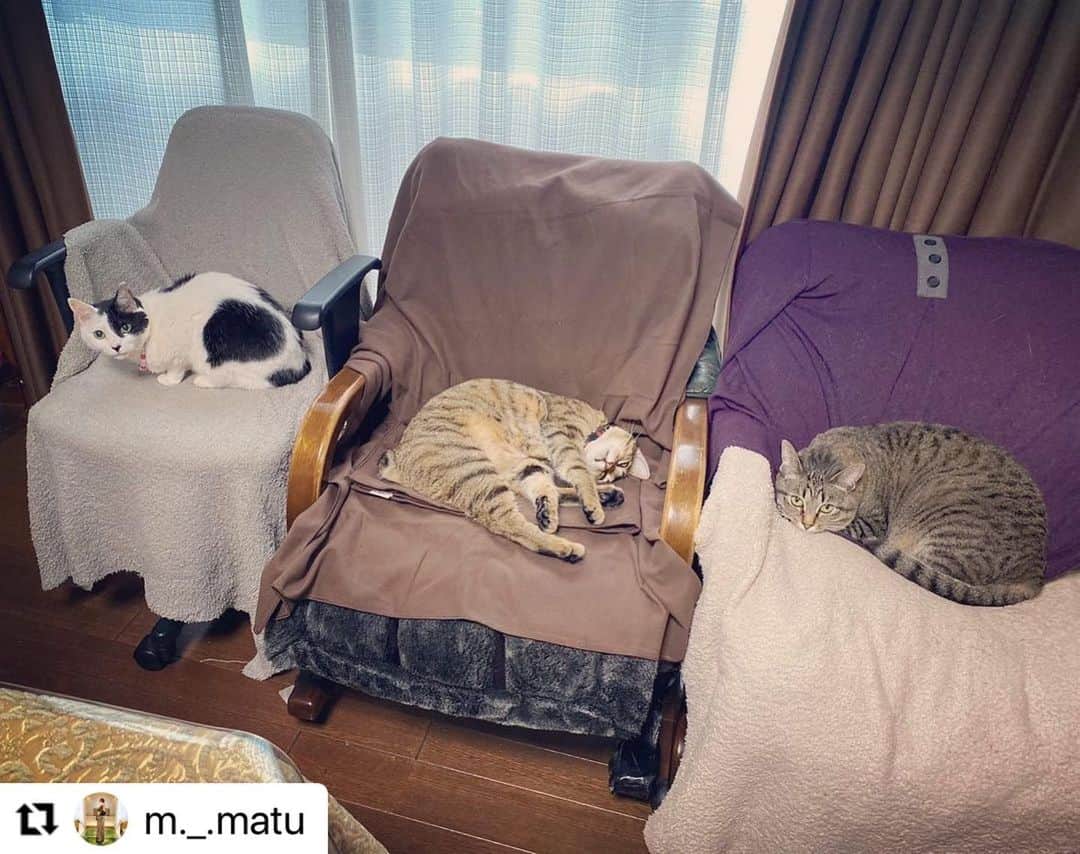 【公式】いぬのきもち・ねこのきもちのインスタグラム：「#Repost @m._.matu さんの萬寿ちゃん、千寿くん、たまちゃん。  お席で休憩中の 愉快な仲間たち😄  お昼寝の後は、 何して遊ぶ❓  ハッシュタグ #いぬのきもち #ねこのきもち に投稿いただいた可愛い写真をご紹介しています！ 「いぬのきもちWEB　MAGAZINE」、「ねこのきもちWEB MAGAZINE」でもご紹介させていただくことも！  -------------------  .  #ねこ #猫  #ねこすたぐらむ #ねこのきもち #ねこ好き #ねこと暮らす #ねこ好きさんと繋がりたい #猫好きな人と繋がりたい #猫がいる生活 #猫と暮らす#猫好き #cat #catstagram #catsofinstagram #cats_of_instagram」